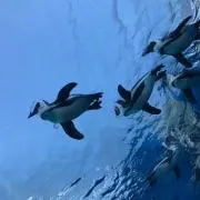 いちごだいふく☺︎の画像
