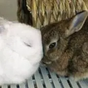 ゆっぴの画像