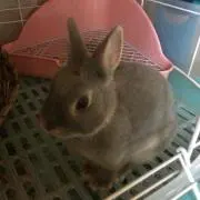 ☆さくら☆購入前にコメントお願いします