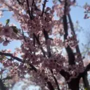 あんの画像