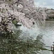 の