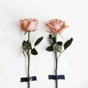 ✿チェルシー✿