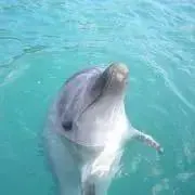 ラズベリーの画像