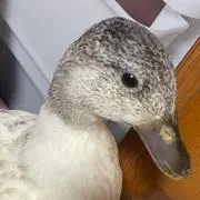 もと