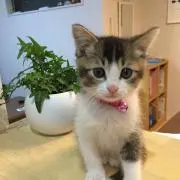 いよちんちゃん