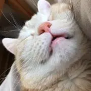 猫の画像