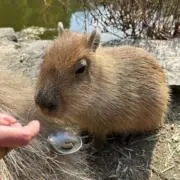 ちなもの画像