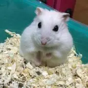 You-Chamuの画像
