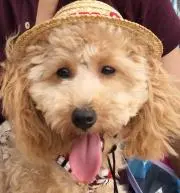 ころんの画像