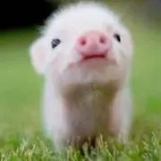 ♡サクラ♡  お返事遅め(´・_・`)