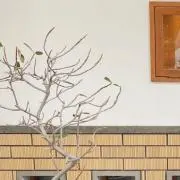 PULYの画像