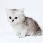 ラムねこの画像