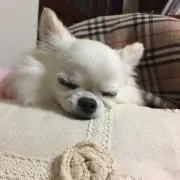 ももきな