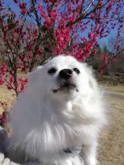 shigiの画像