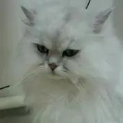 ばんび