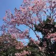 spring˃̵ᴗ˂̵ プロフ御覧下さいの画像