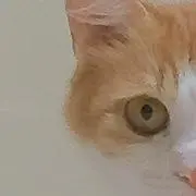 516