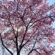 ツムツムの画像