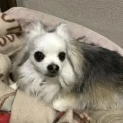 チョビ