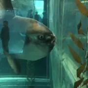【プロフ確認お願します】afraidの画像