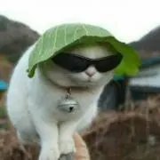 しろねこの画像