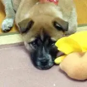 メロンとれい
