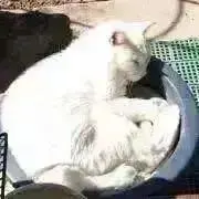 りあじう
