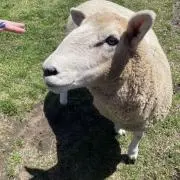 メタセコイアの画像