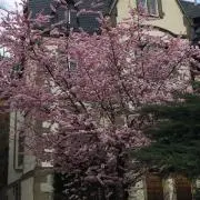 Maominshe
