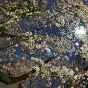Rの画像