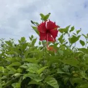 orionの画像