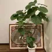 観葉植物屋さんの画像