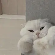 あずの画像