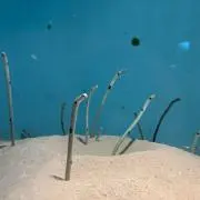 Meの画像