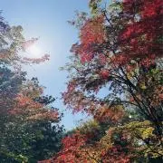 ブリオッシュの画像