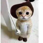 コハクの画像