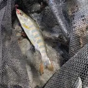 GO！Camp & Fishingの画像