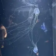 ちひろの画像