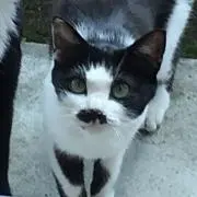 かつ
