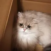 とみこの画像