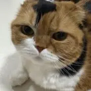 シーサーの画像