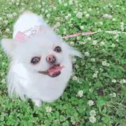 てむてむの画像