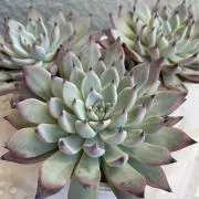 みかんの画像