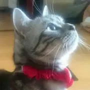 hazukの画像