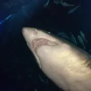 ☆SEIKA☆の画像
