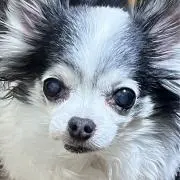 くまのこの画像