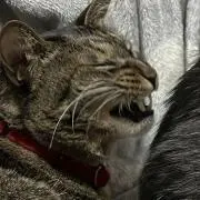 ひげの画像