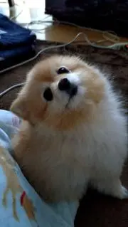 Image of ぽめここ