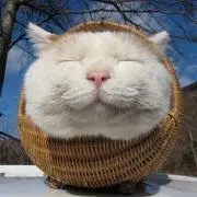 kittyの画像