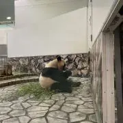さんちゃん